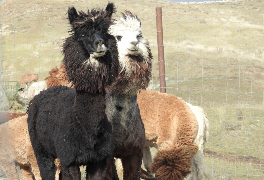 Animal adventures in Azerbaijan’s Shamakhi district