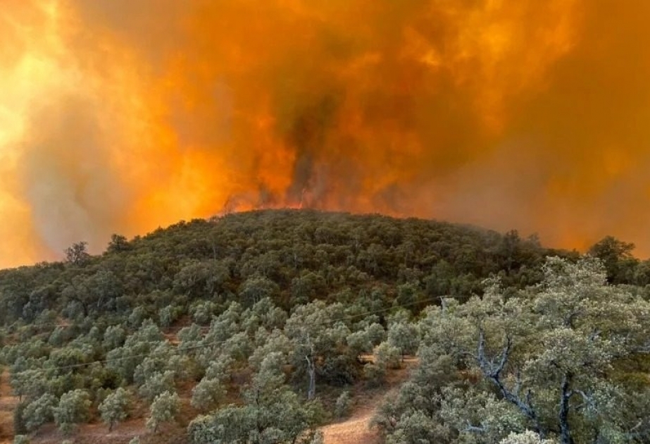 Экстремальная жара в Марокко провоцирует разрушительные пожары