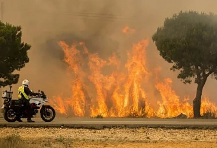 В Испании лесные пожары уничтожили рекордную площадь земли