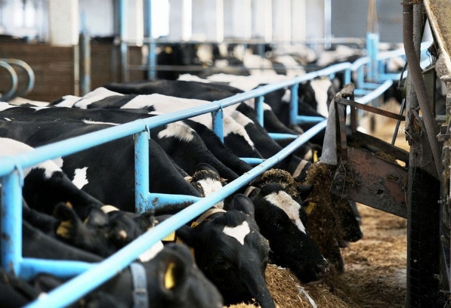 ФАО: здоровье сельскохозяйственных животных влияет на выбросы парниковых газов