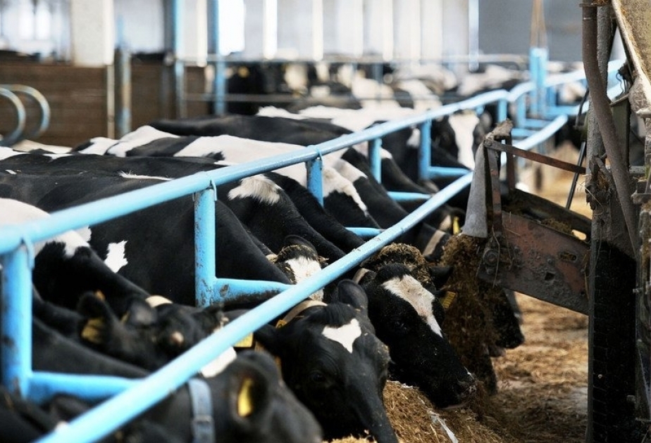 Animal health important for helping cut greenhouse gas emissions, FAO new report says