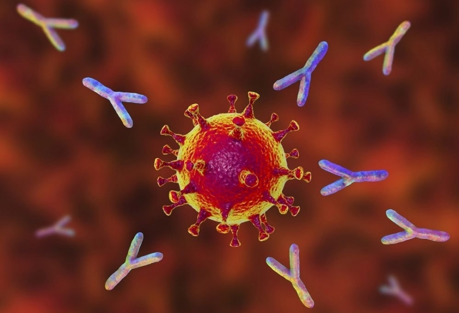 Highly specialized T cells present in blood years after COVID-19 infection