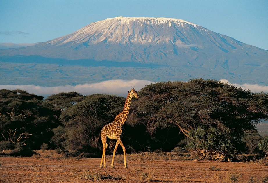 Mount Kilimanjaro - African continent's highest peak and world’s highest free-standing mountain