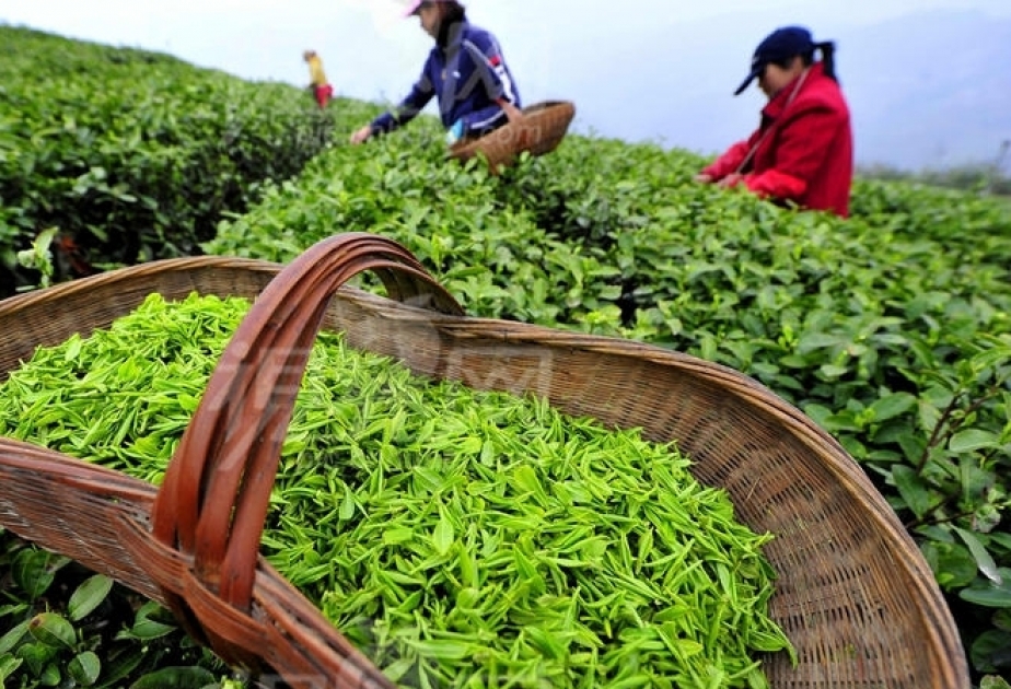 Aserbaidschan: Teeexport hat sich fast verdoppelt