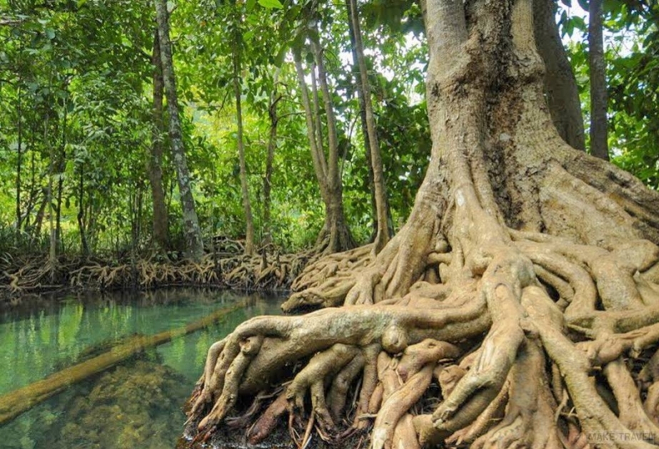 More than 75% of mangroves threatened: UNESCO head