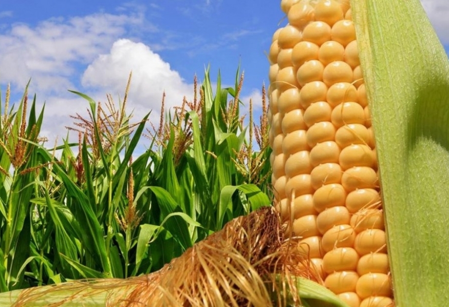 Les importations azerbaïdjanaises de maïs ont presque doublé