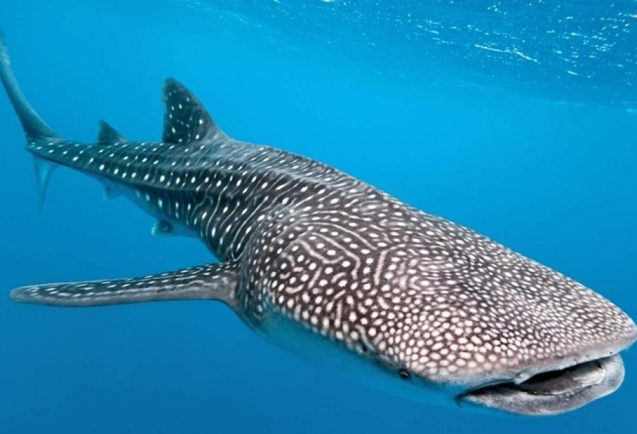 Whale shark - world’s largest fish in the sea