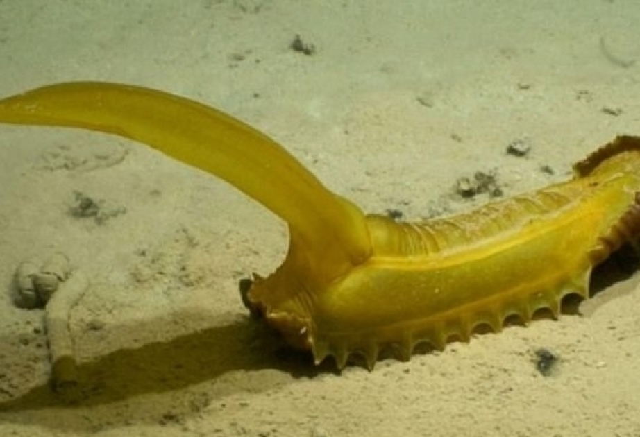 Meeresforscher finden 39 potenzielle neue Arten im Abgrund des Pazifischen Ozeans
