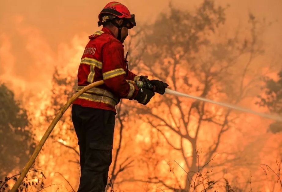 За 41 год выгорела половина территории Португалии