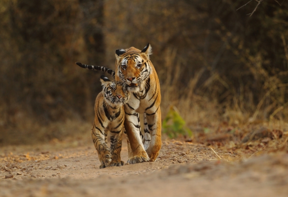 Zahl von Tiger in Nepal, die vom Aussterben bedroht, verdreifacht