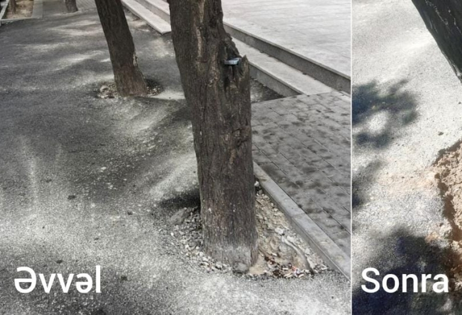 Ağacların dibi asfaltdan təmizlənib