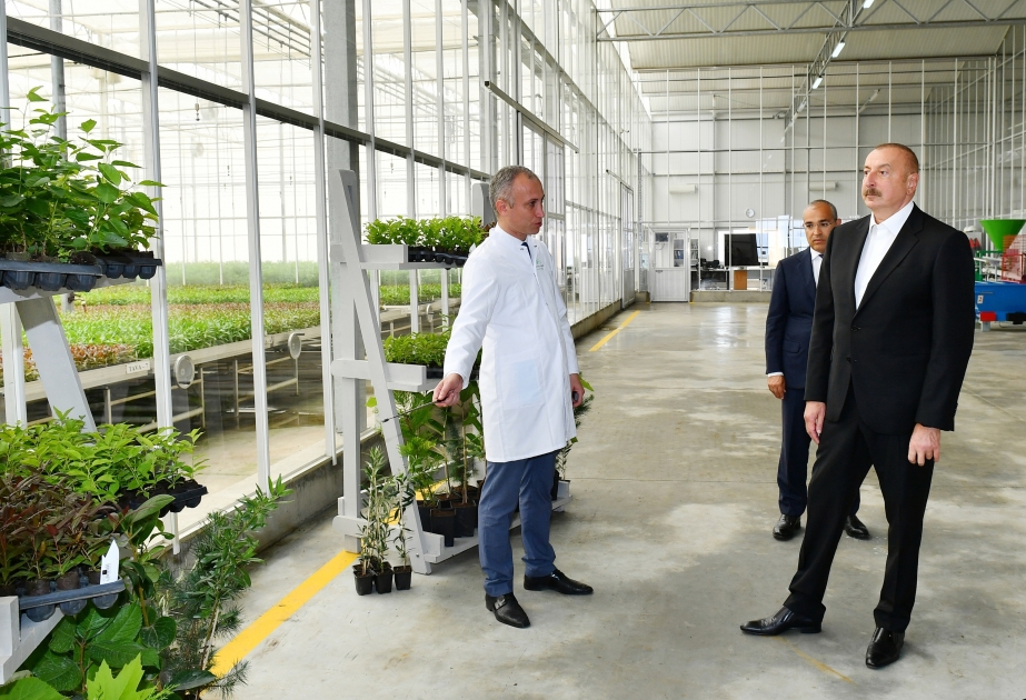 President Ilham Aliyev: Our fruits and vegetables are organic and have a special taste