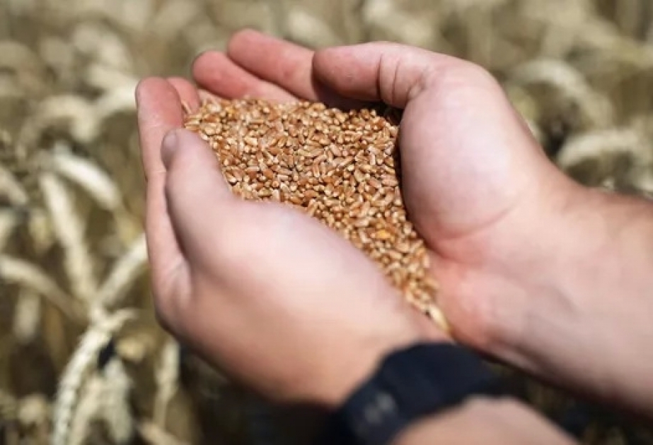 Дмитрий Песков отметил личный вклад Президента Турции в заключении стамбульских соглашений