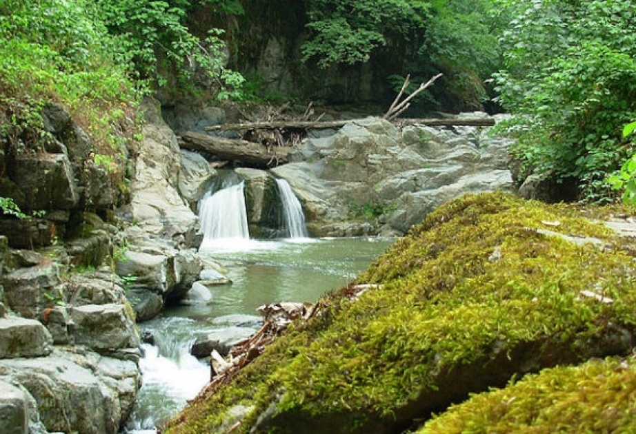 Endemische hyrkanische Wälder mit 150 Gehölz-Arten im Süden sind die reichsten Wälder Europas