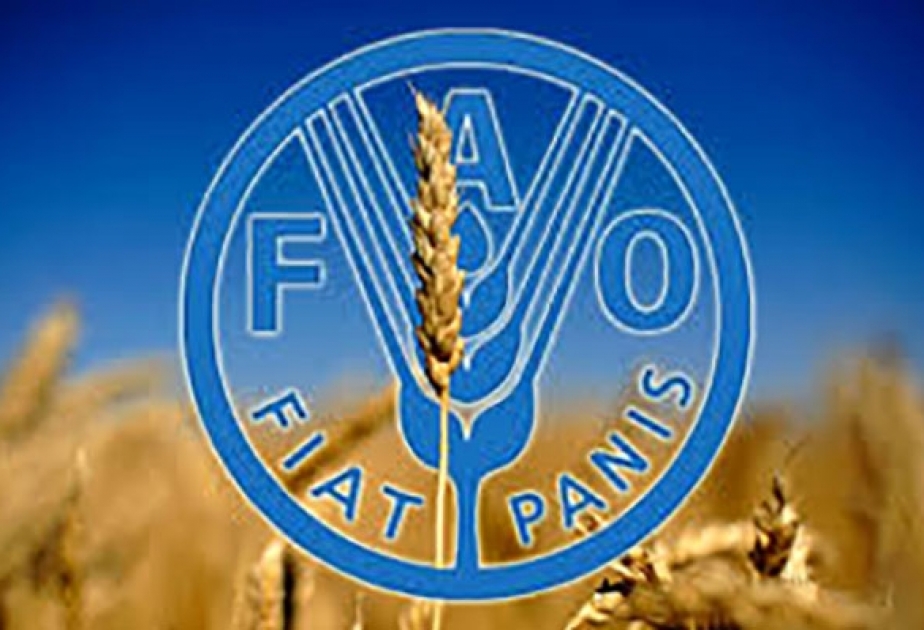 ФАО: в июле цены на продовольствие резко снизились, но все равно превышают прошлогодние показатели