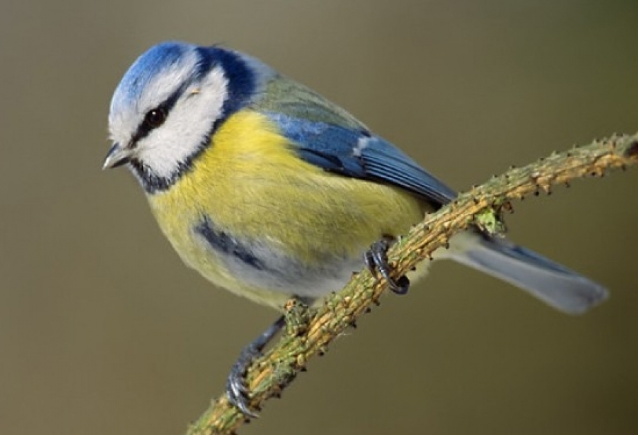Птицы в Европе теряют свою окраску из-за изменения климата