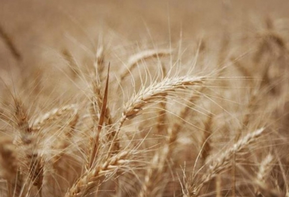 La FAO : les prix mondiaux des céréales et huiles végétales ont fléchi en juillet