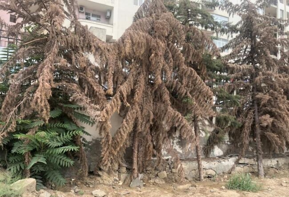Xətai rayonunda ağacların xəstəlik nəticəsində quruduğu məlum olub