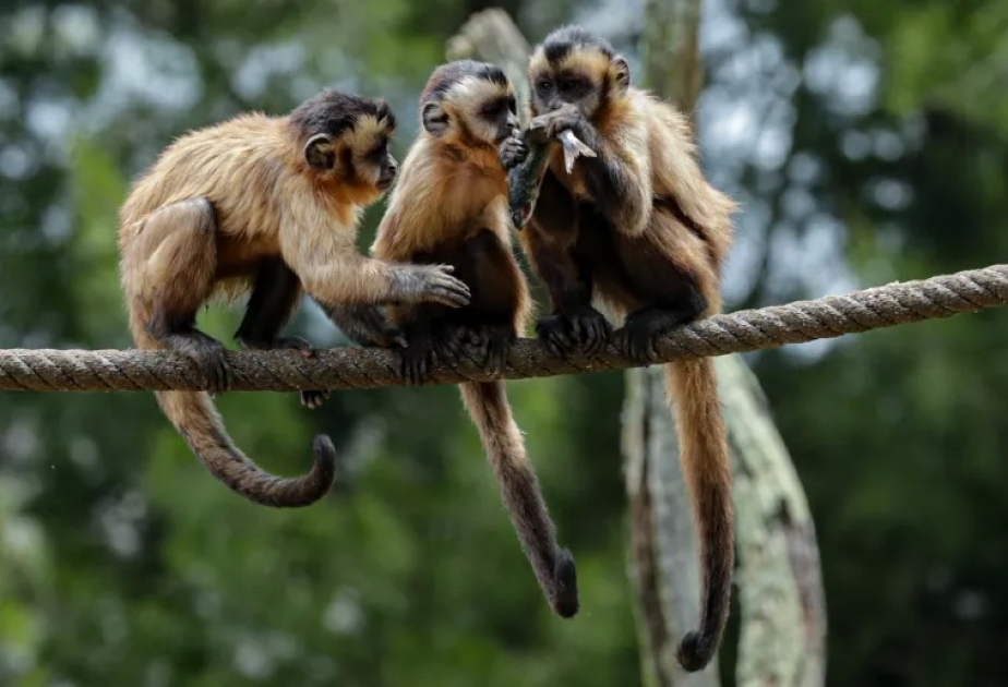 ВОЗ осуждает нападения на приматов в Бразилии, вызванные опасениями заражения оспой обезьян