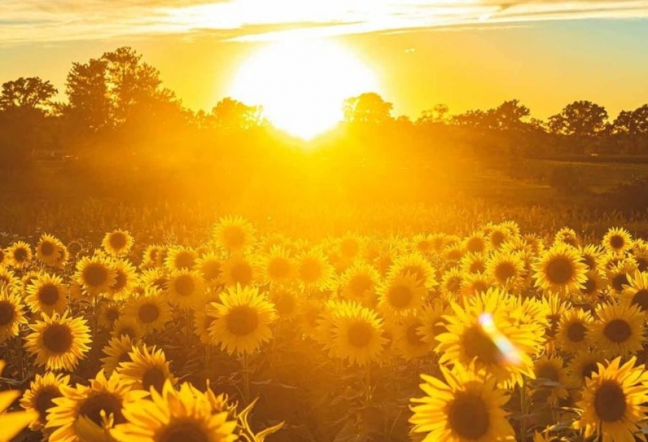 Heat, drought and wildfires during one of the warmest Julys on record– WMO