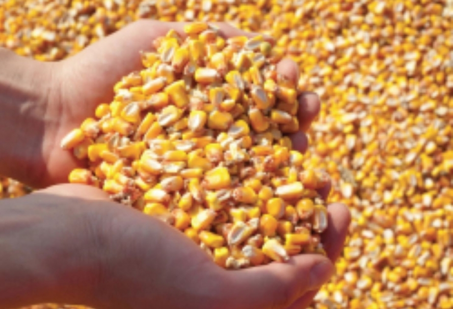 Aserbaidschan exportiert mehr als 6.000 Tonnen Mais aus Oblast Kursk