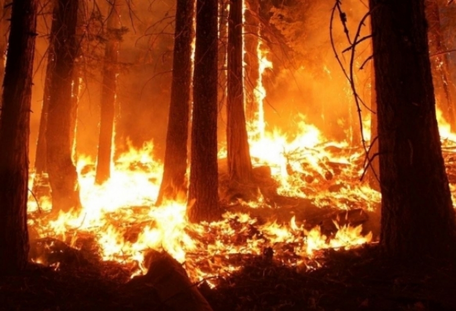 حرائق الغابات في الجزائر تتسبب بوفاة 26 شخصا
