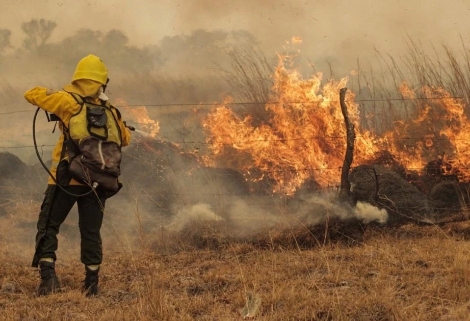 Лесные пожары в Бразилии уничтожили территорию размером с Бельгию