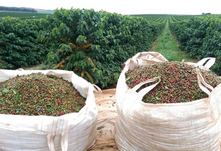 Niederschlag behindert Ernte von brasilianischen Kaffeepflanzen