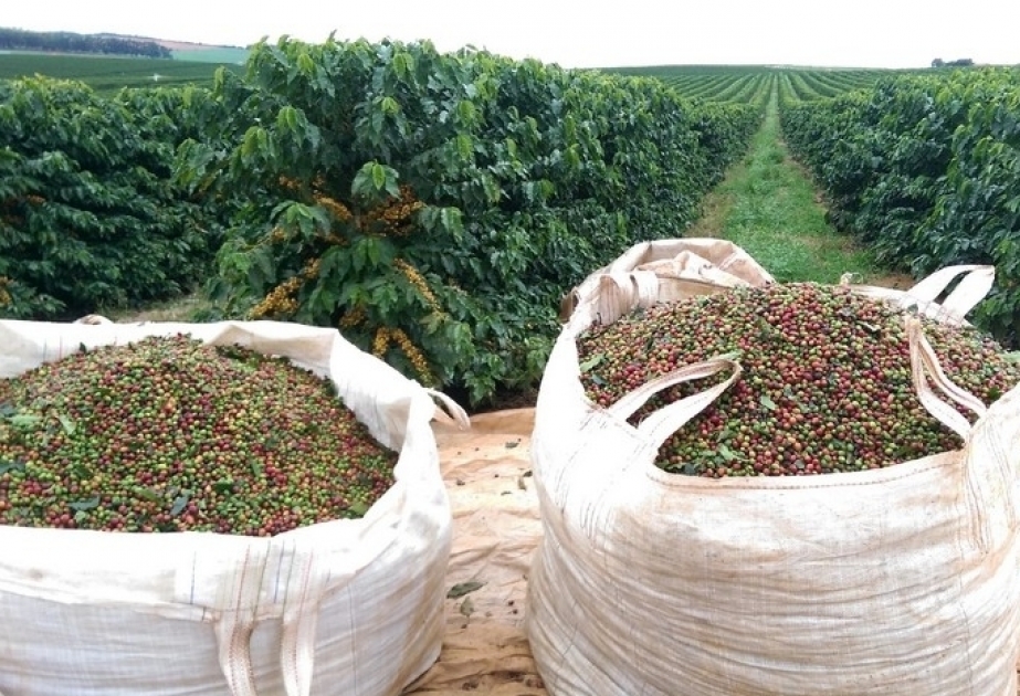 La mala cosecha de Brasil podría hacer subir el precio del café