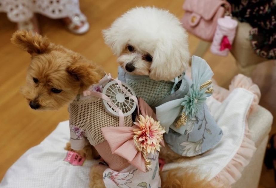 В Японии изобрели охлаждающие костюмы для домашних животных