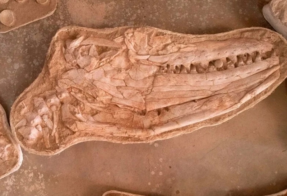 В Марокко обнаружены останки гигантской морской ящерицы