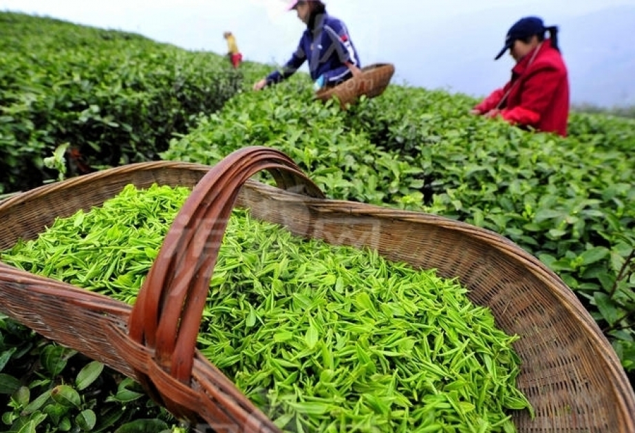 阿塞拜疆茶叶出口量增加一倍