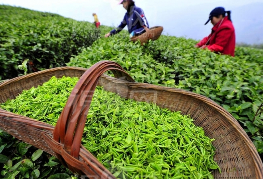 Les exportations azerbaïdjanaises de thé ont progressé