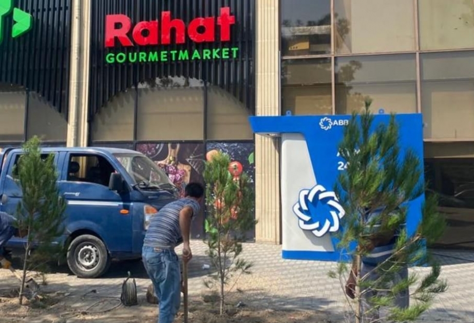 Qurumuş ağacların yerinə yeniləri əkilib