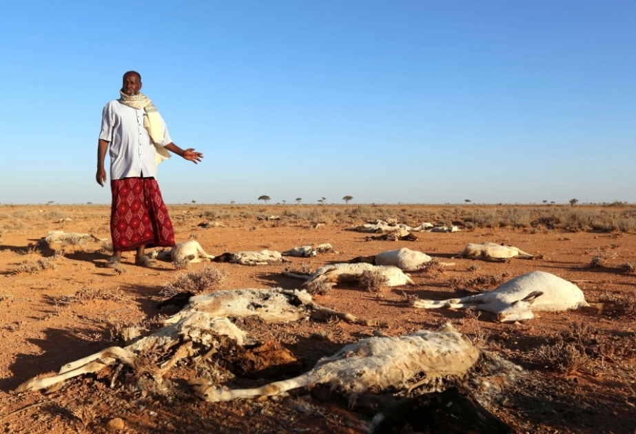 Les Nations Unies : La Somalie est au bord de la famine