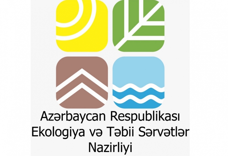 Cökə ağacı tinglərinin artırılmasına başlanılıb