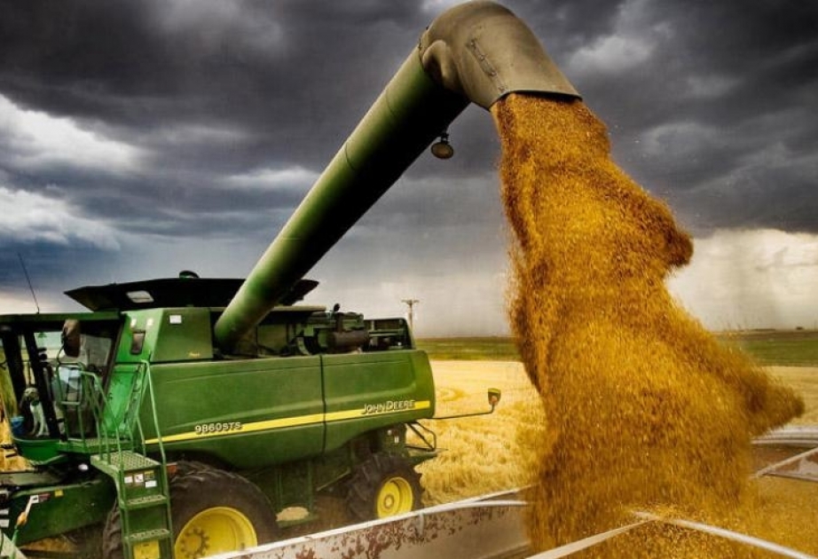 Im August internationale Weizenpreise um 5,1 % gesunken