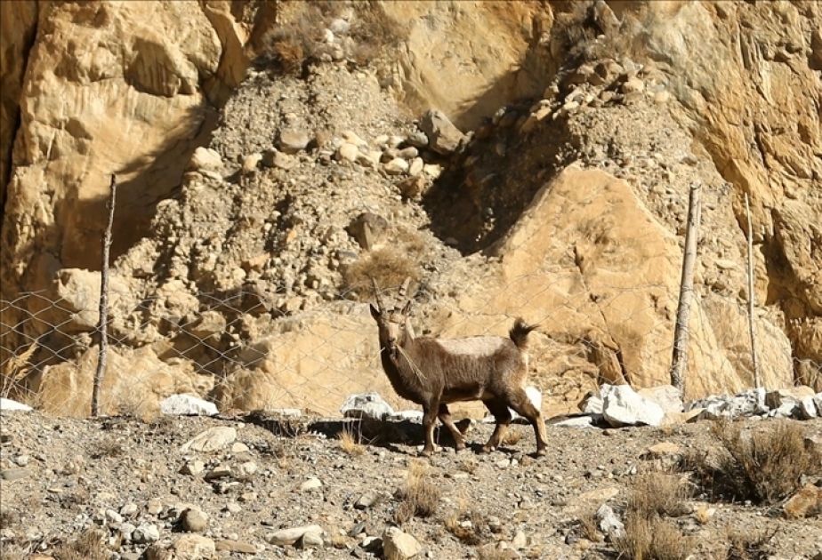 Markhor – largest of wild goat species native to Central Asia, Karakoram and the Himalayas