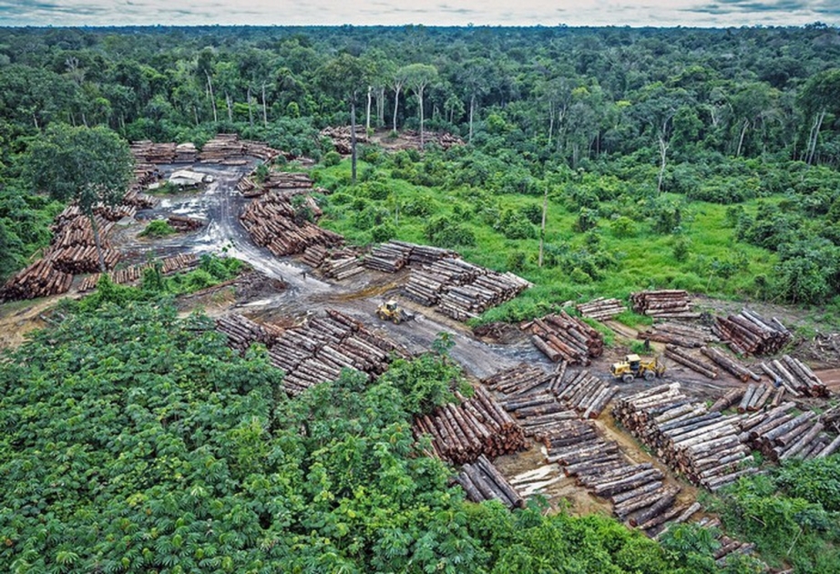 Европейский парламент принял резолюцию о санкциях в отношении Бразилии за вырубку лесов