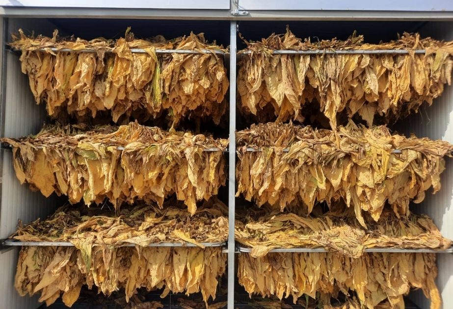 Şəkili fermerlər indiyədək 2220 ton quru tütün istehsal ediblər