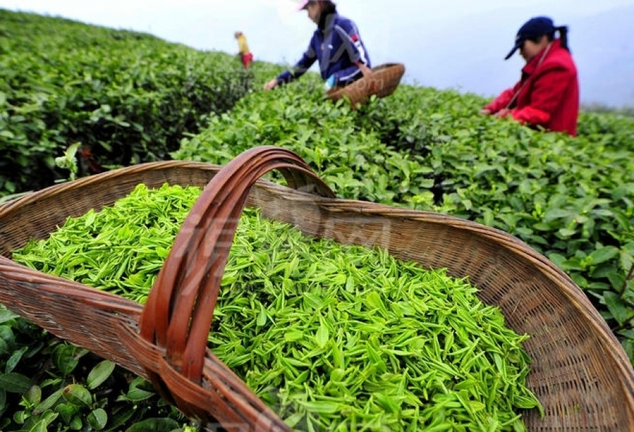 Les exportations azerbaïdjanaises de thé ont presque doublé