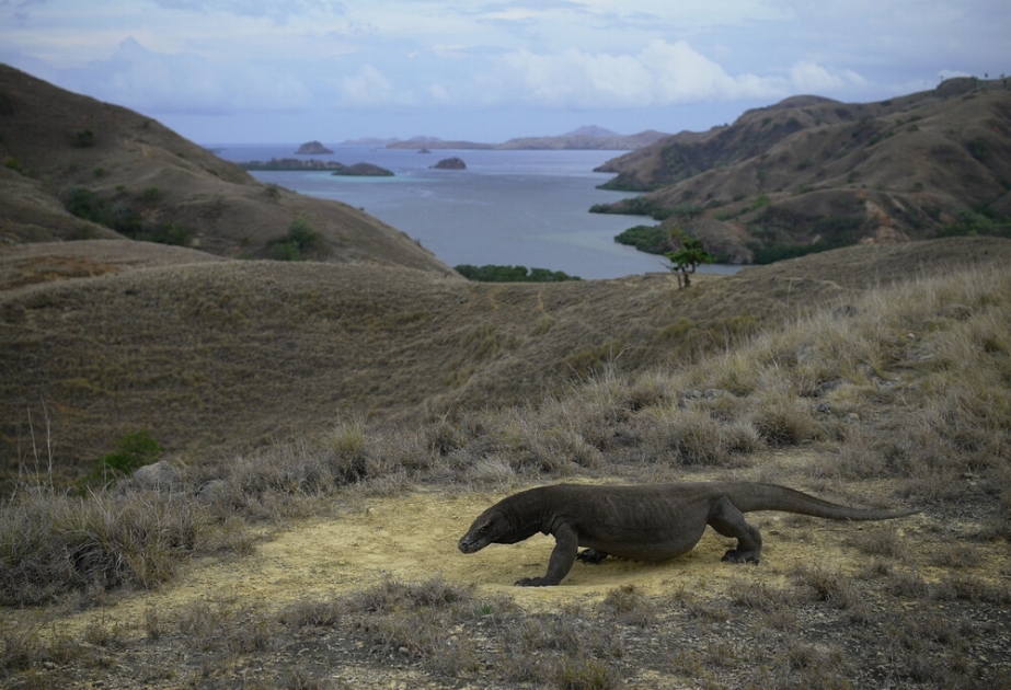 Komodo National Park - UNESCO World Heritage site, home of Komodo Dragons, world's largest extant lizards