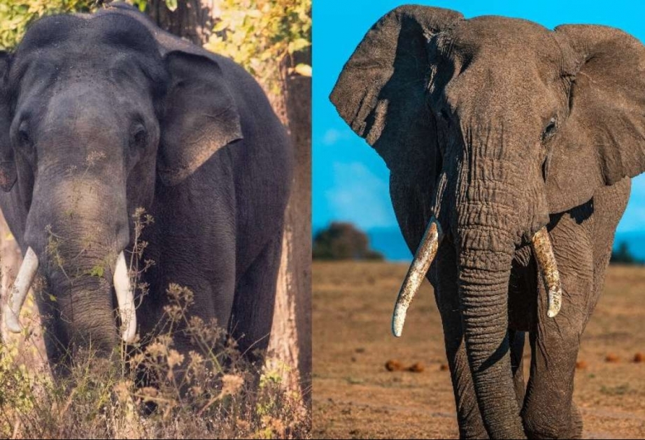 African and Asian elephants: what is the difference?