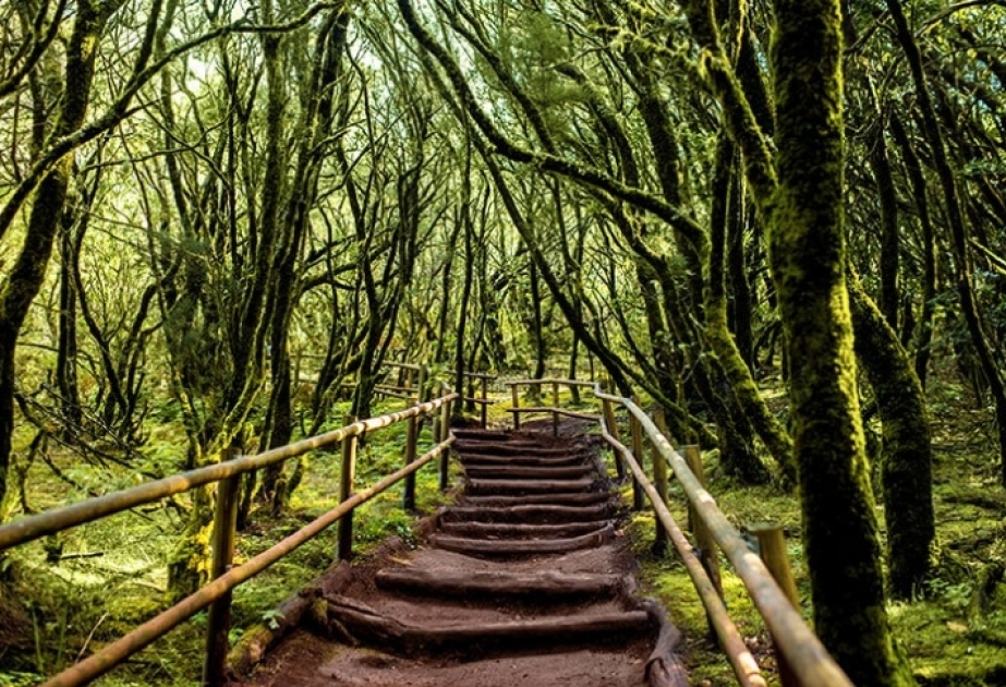 Garajonay National Park - Canary Islands’ most remote isles perfect for rainforest hiking