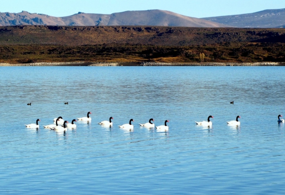 Laguna Blanca National Park - most important nesting area of Argentinian Patagonia