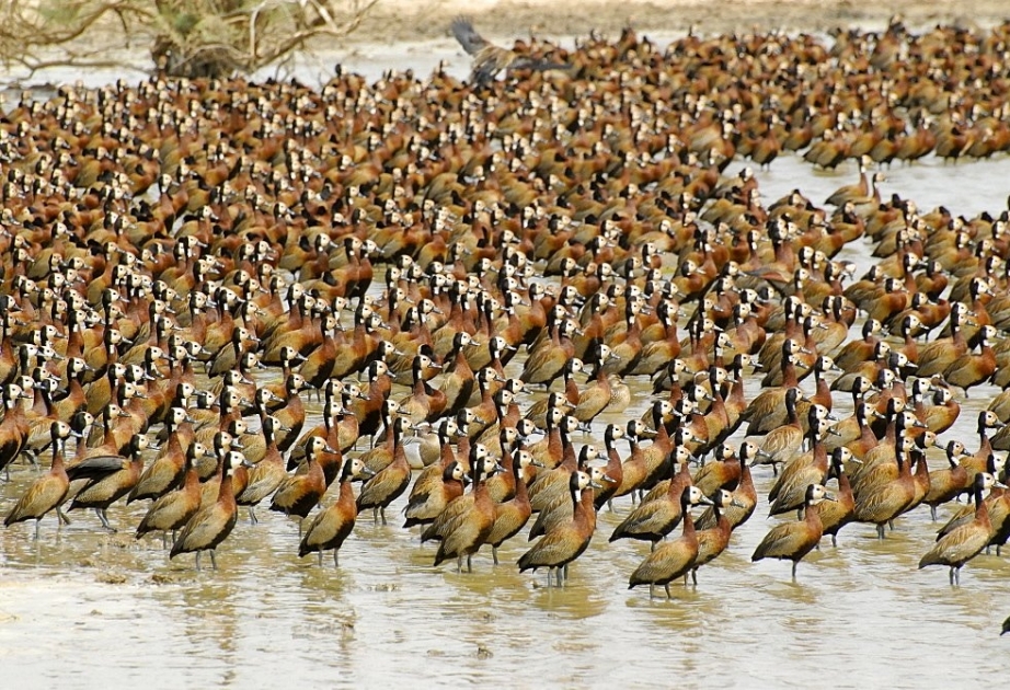 Senegal's Djoudj National Bird Sanctuary - UNESCO World Heritage site, a wetland ecosystem comprising of more than 1.5 million migratory birds