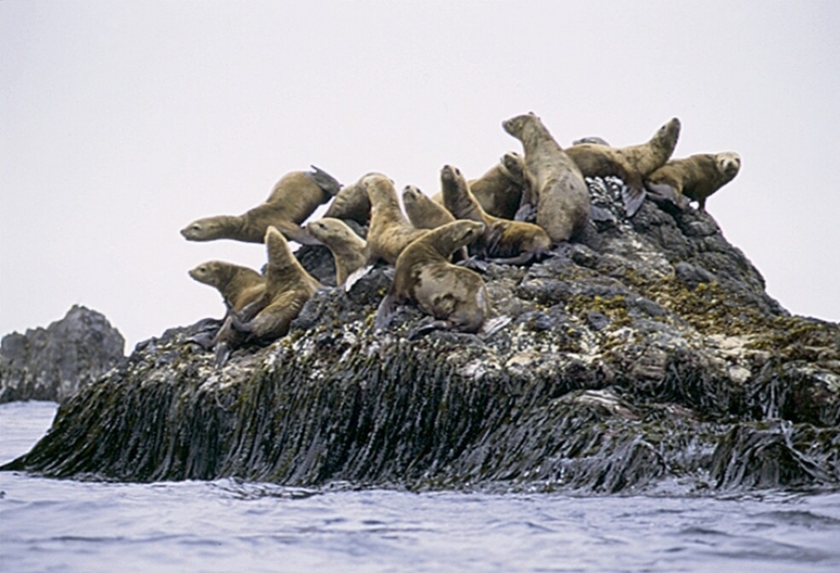 Japan's Shiretoko Peninsula- UNESCO Wolrd Heritage site, one of the world's richest integrated ecosystems