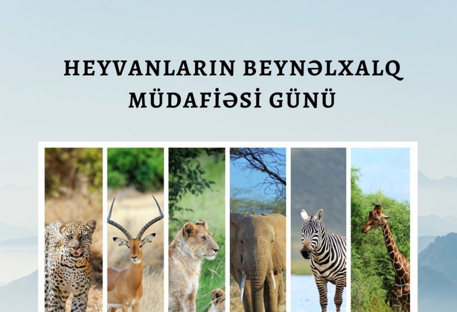 Bu gün Heyvanların Beynəlxalq Müdafiəsi Günüdür