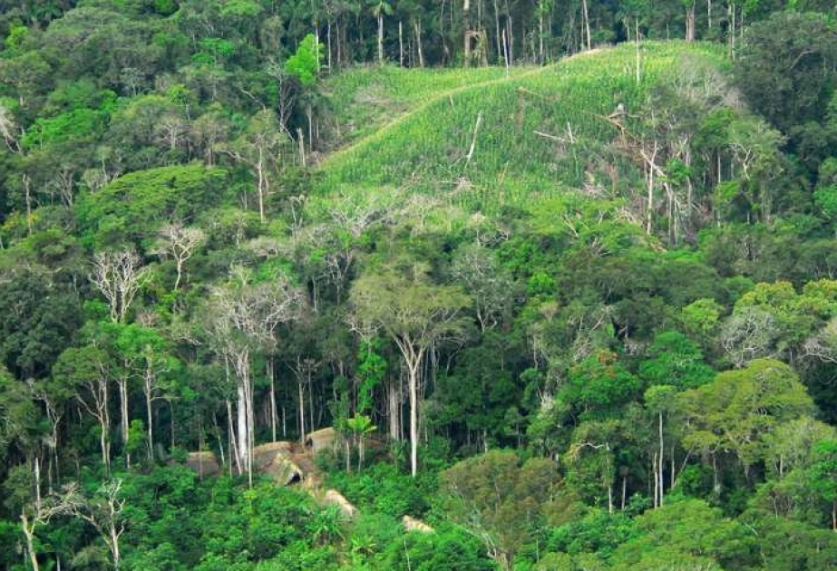 Как леса помогают смягчить последствия изменения климата?