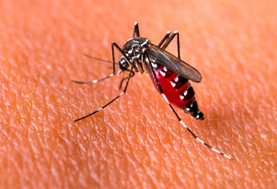Dengue fever cases keep rising in Pakistan
